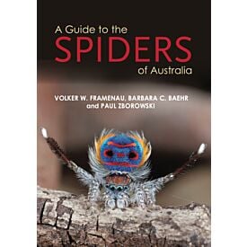 A Guide To Spiders Of Australia