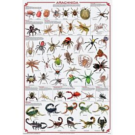 Arachnida Poster