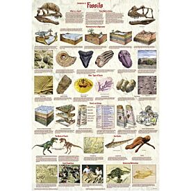 Introduction to Fossils Poster