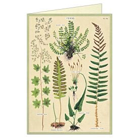 Cavallini Greeting Card – Ferns