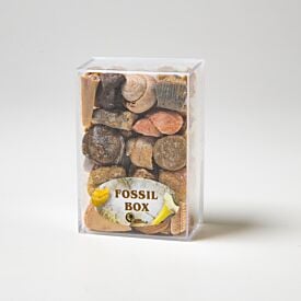 Fossil Box 