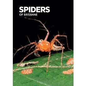 SPIDERS OF BRISBANE QUEENSLAND MUSEUM POCKET GUIDE